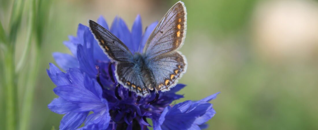 Le papillon qui regrettait sa chenille