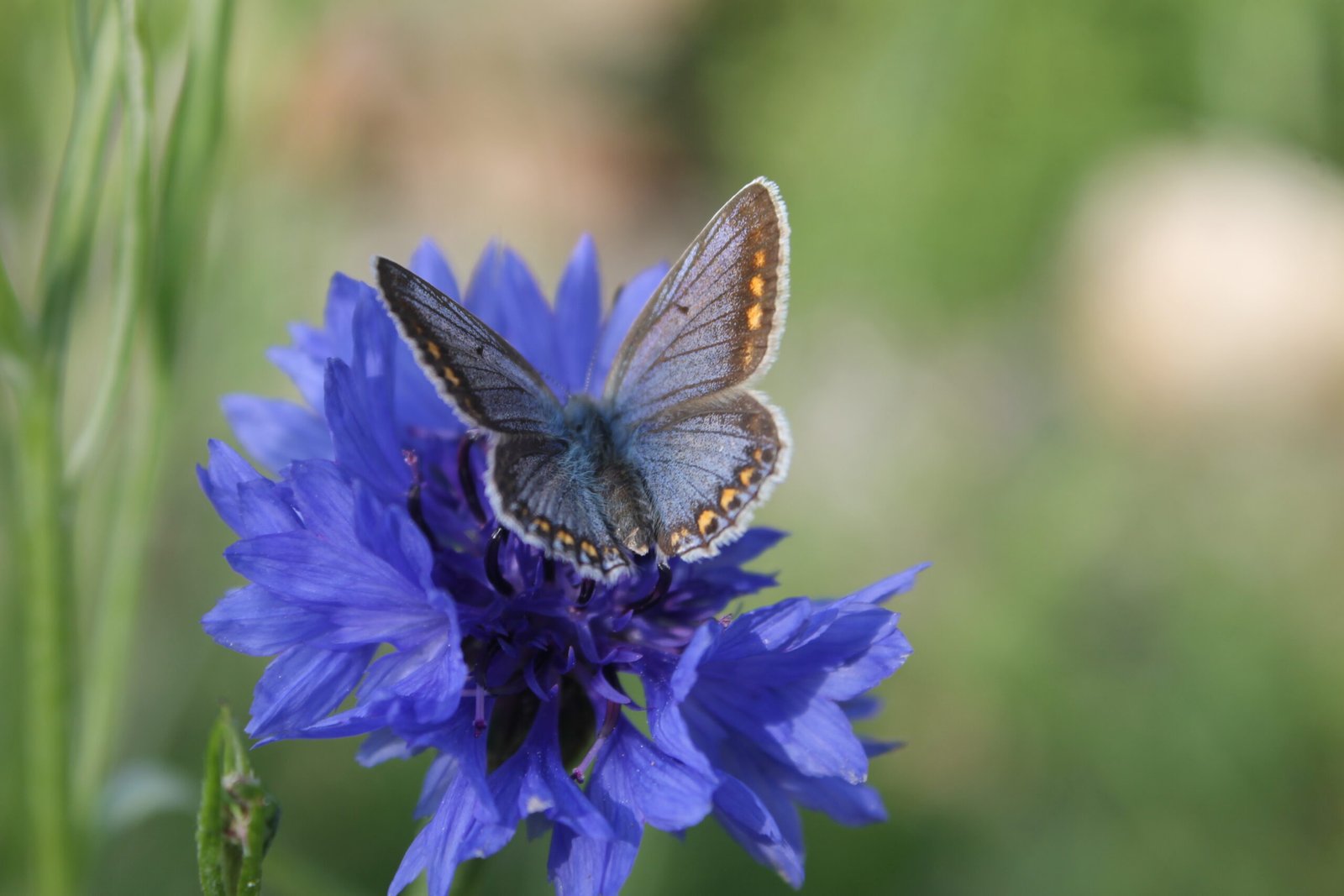 Le papillon qui regrettait sa chenille