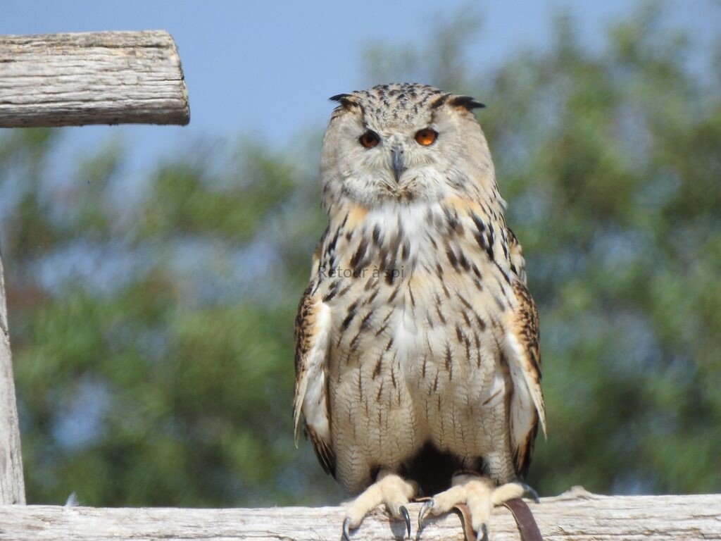 hibou 2