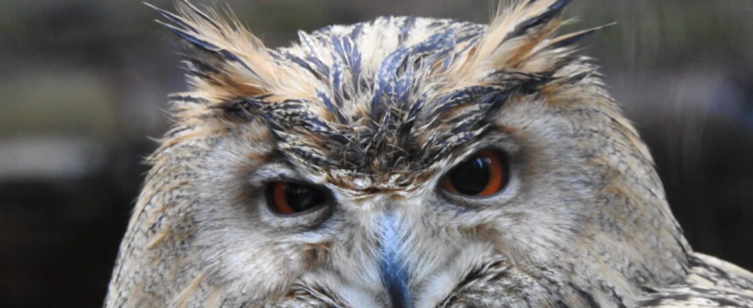 Chronique d’un hibou perplexe