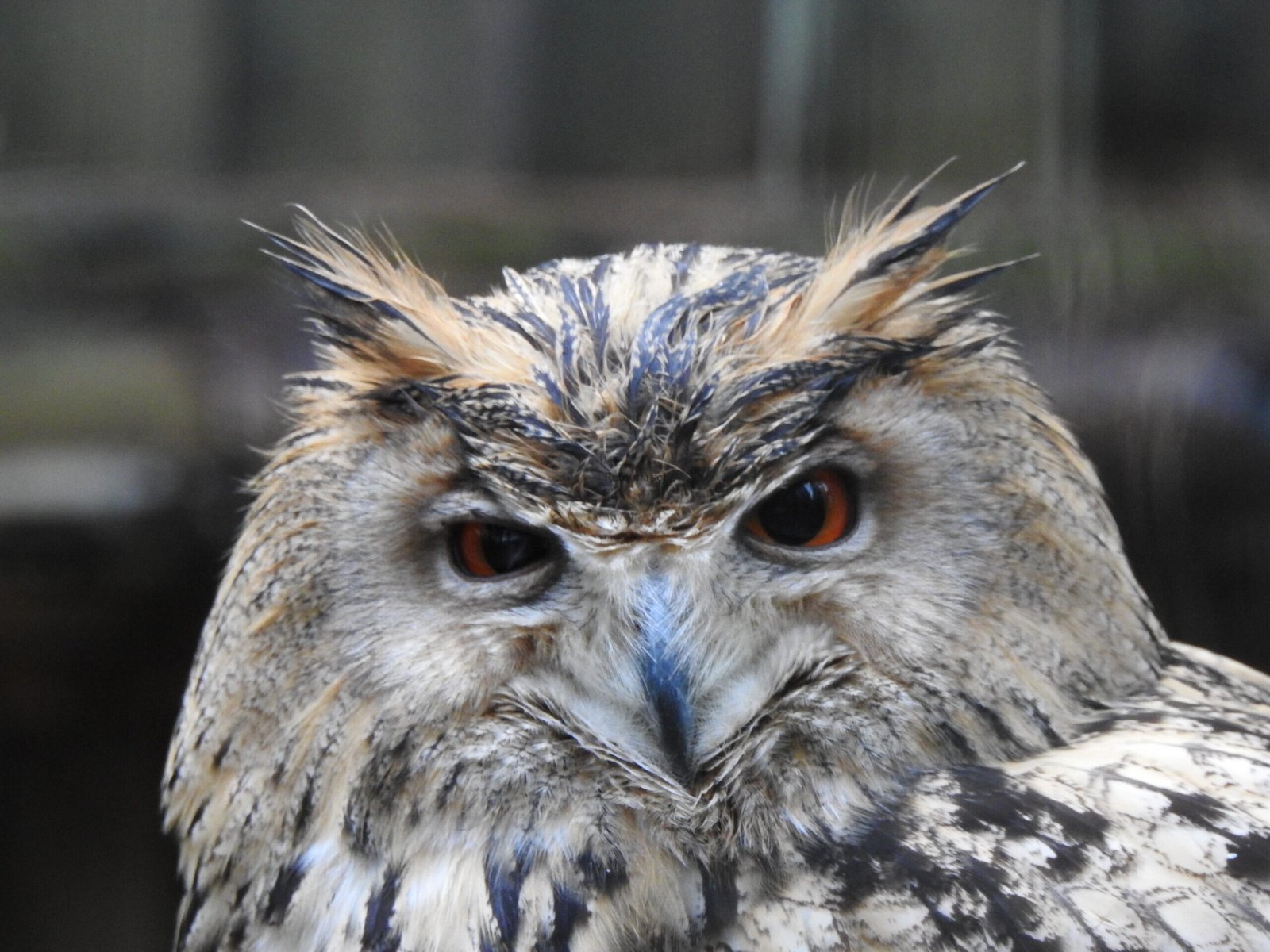 Chronique d’un hibou perplexe