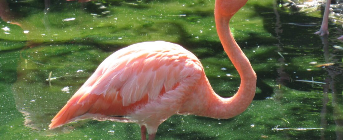 Les flamants roses et le vent de travers : apprendre à avancer malgré les imprévus