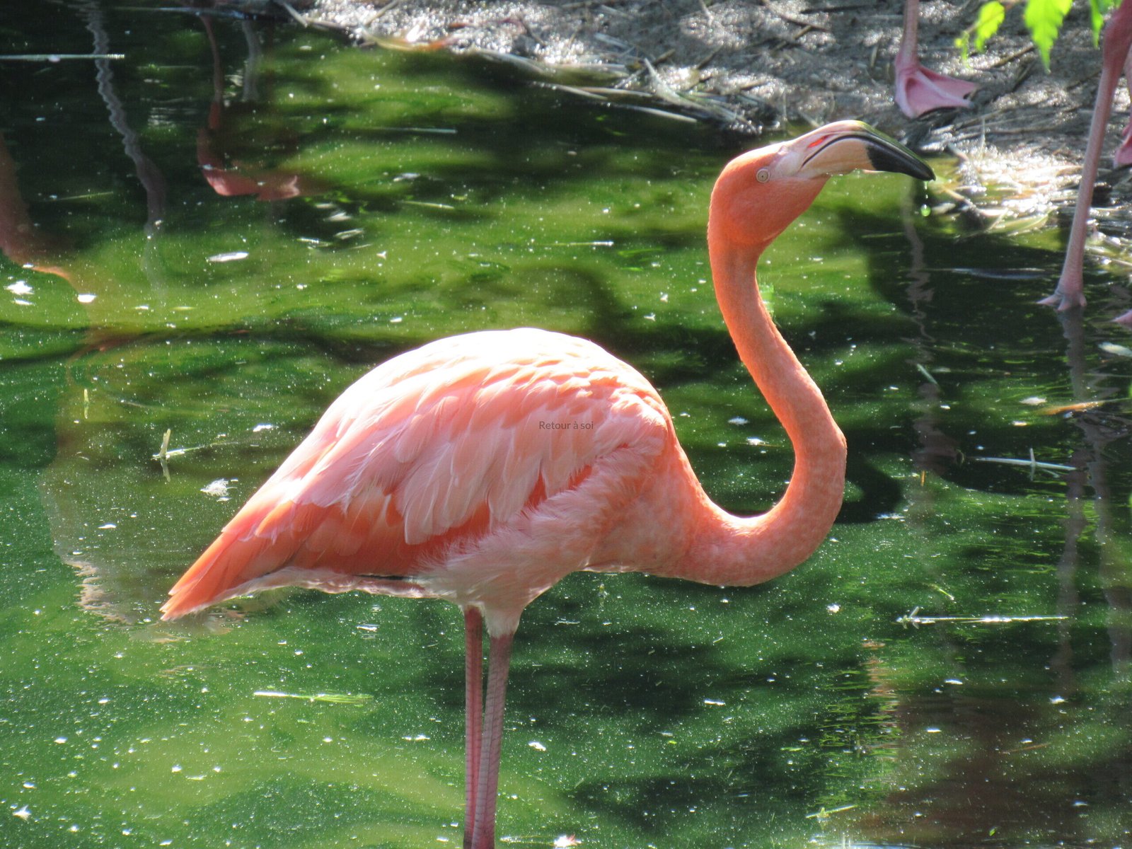 Les flamants roses et le vent de travers : apprendre à avancer malgré les imprévus