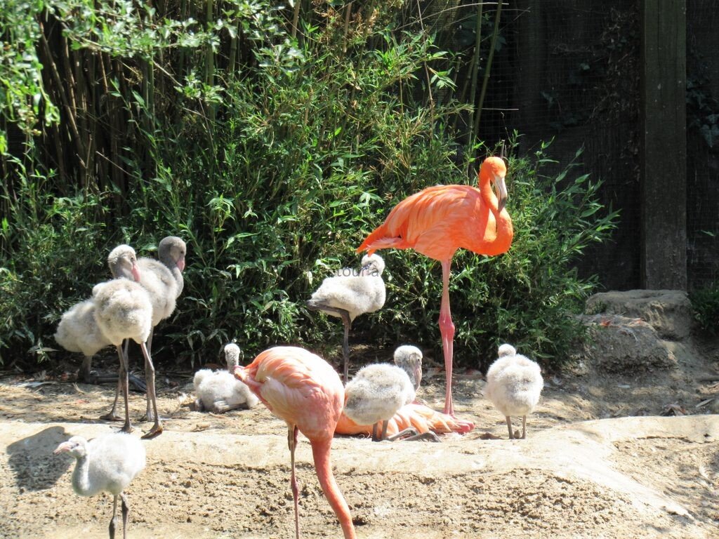 flamant rose et ses petits